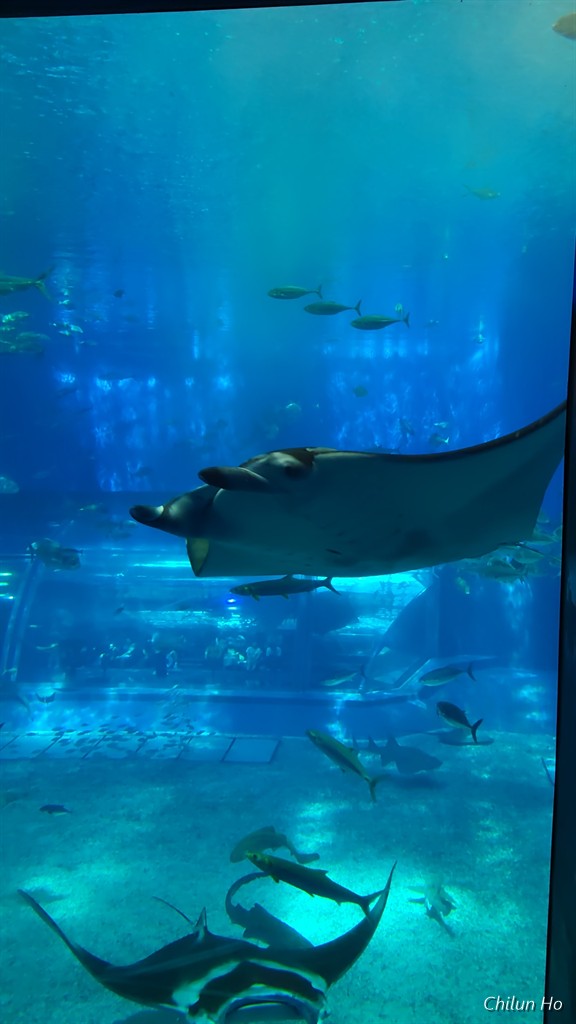沖縄美ら海水族館